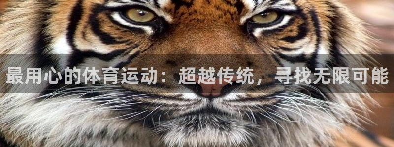 熊猫体育在线观看：最用心的体育运动：超越传统，寻找无限可能