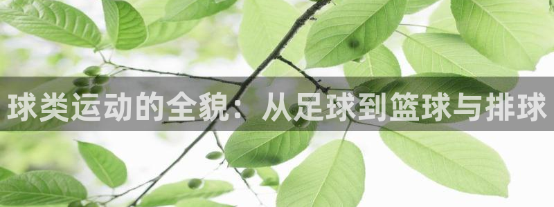 熊猫体育官网：球类运动的全貌：从足球到篮球与排球